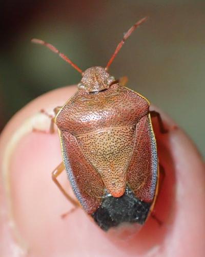 Piezodorus lituratus